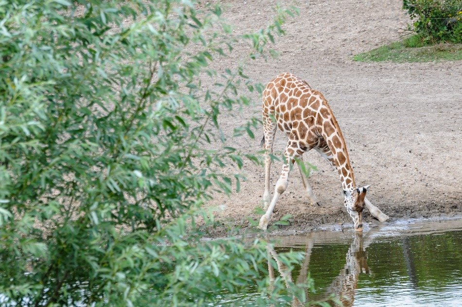 giraffe by water
