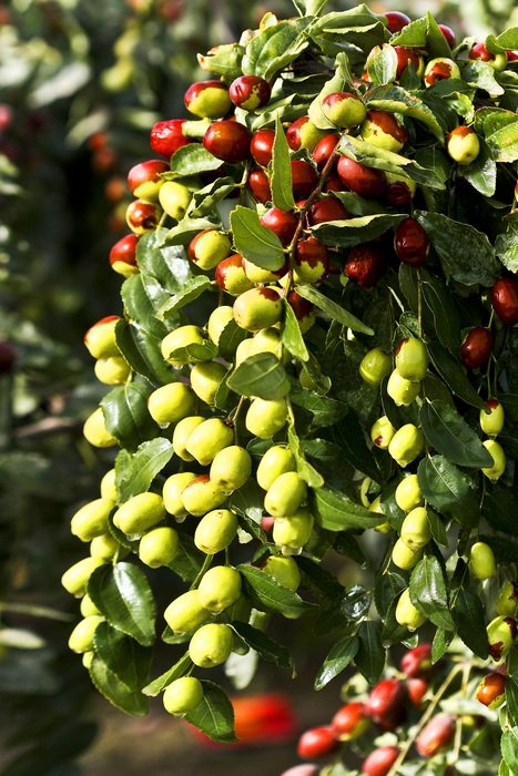green dates of Ziziphus jujuba close-up on blurred background