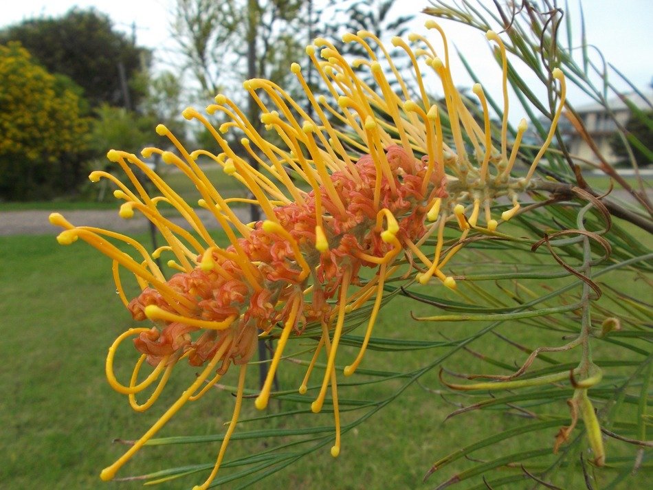 grevillea as sweet nectar