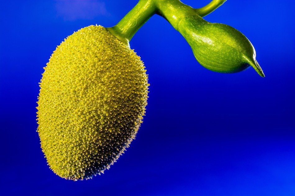 young jackfruit on the tree