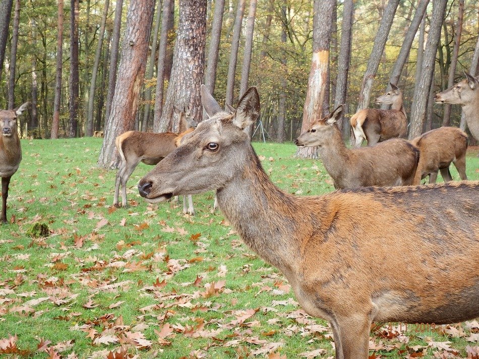 Red deer without antler in November