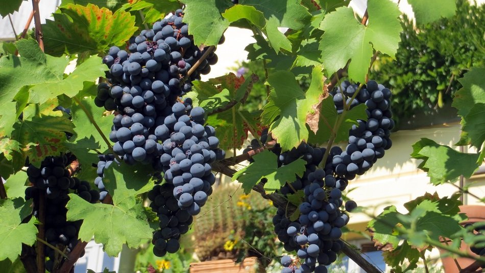 blue grapes on the vine near the house