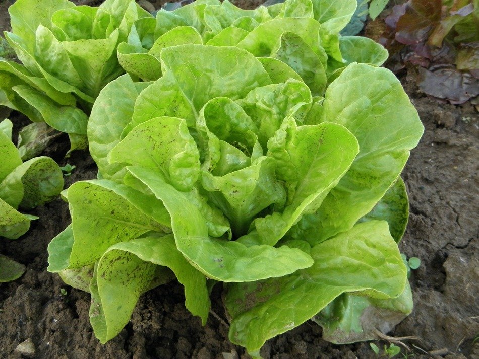 Green lettuce plants in the garden