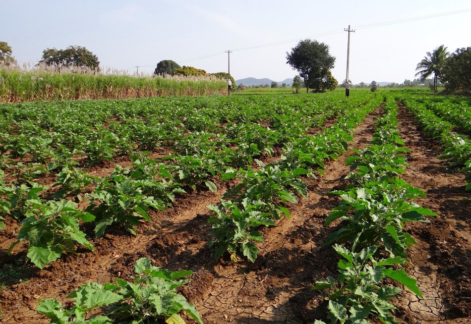 Picture of eggplant field