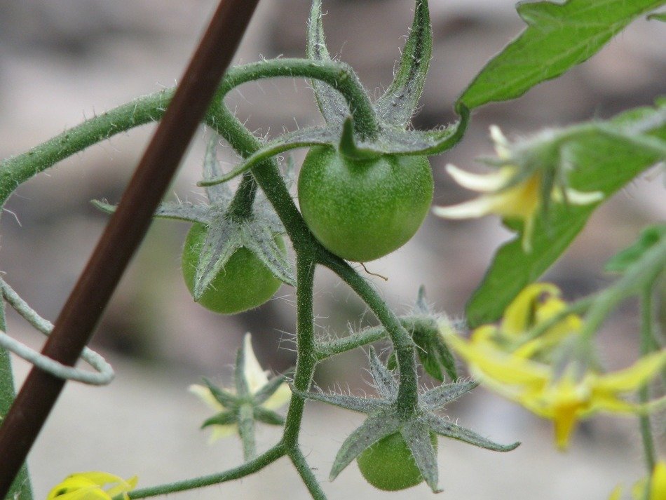 Close-up of the green tomatoes on the bush