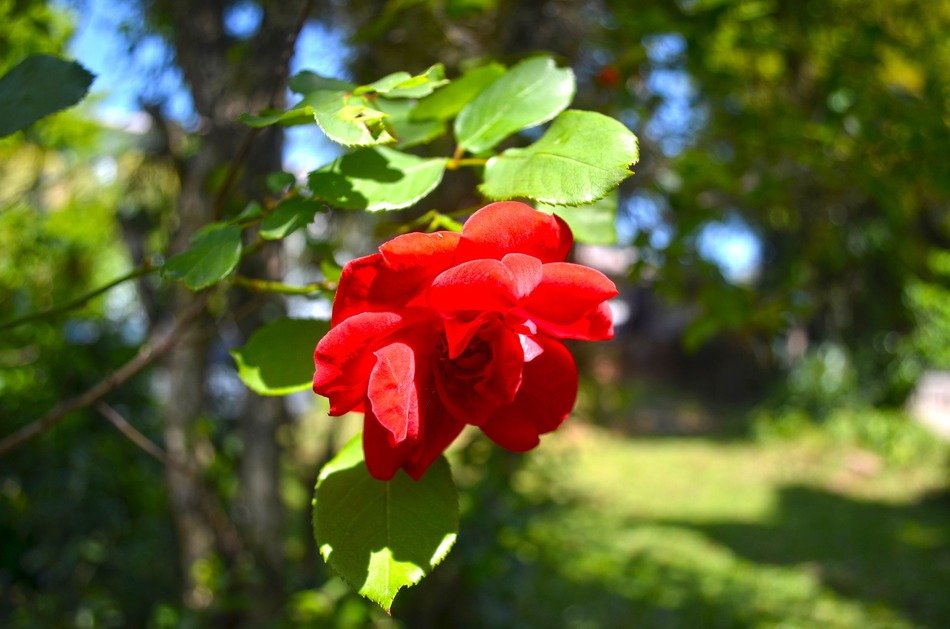 red rose in the garden