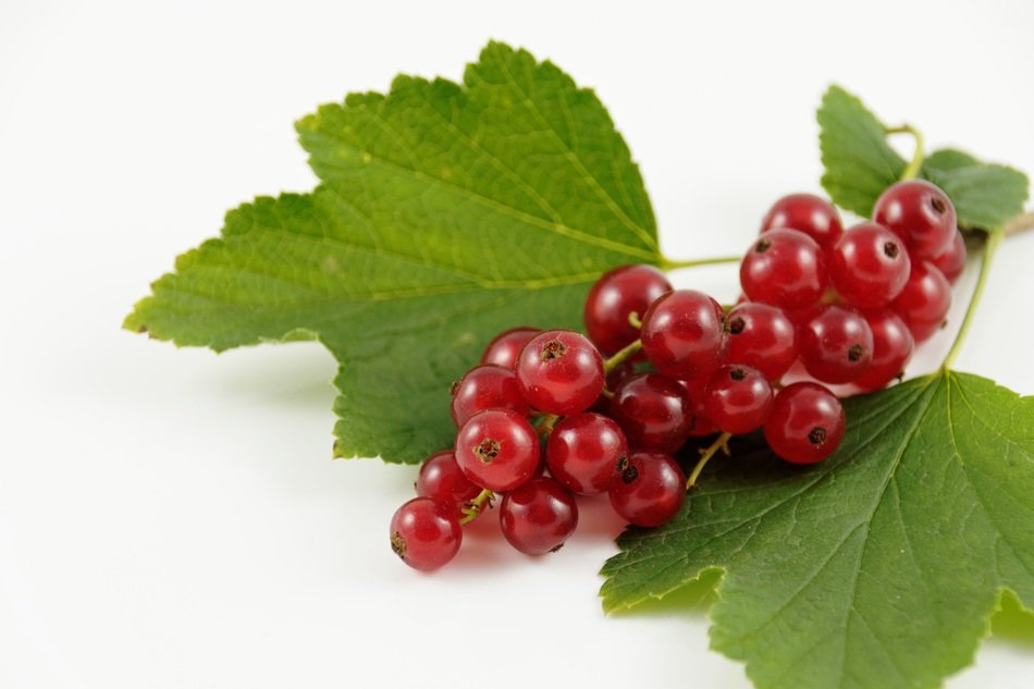 red currant berries on a green leaf