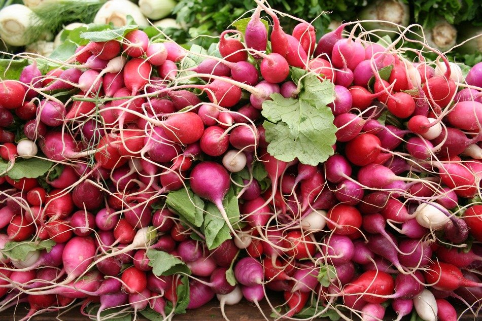 bunchs of the radish