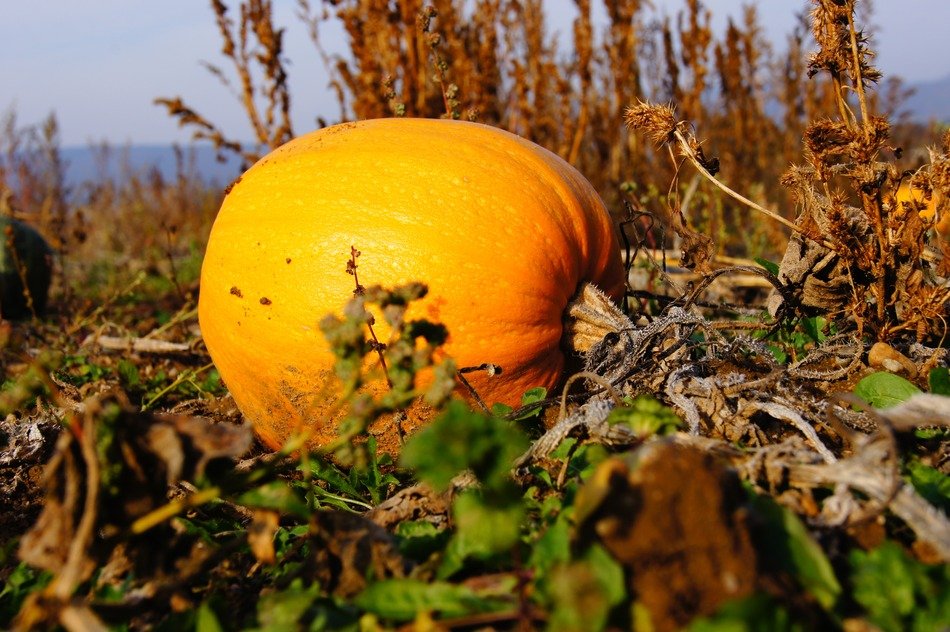 pumpkin for the halloween