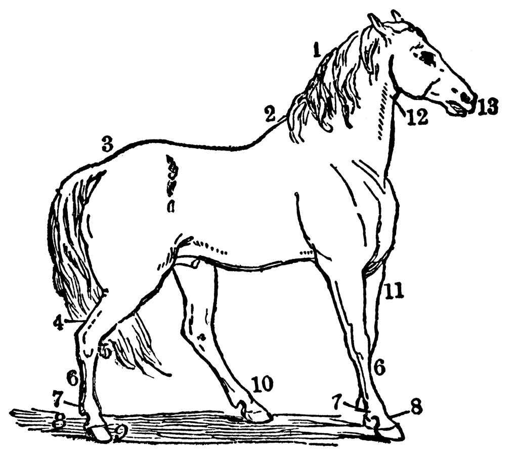Horse hoof clipart