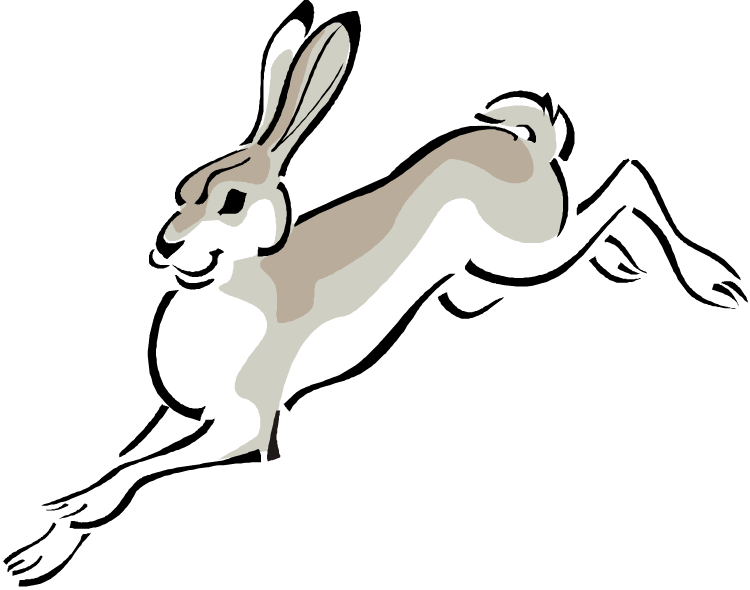 jack rabbit illustration