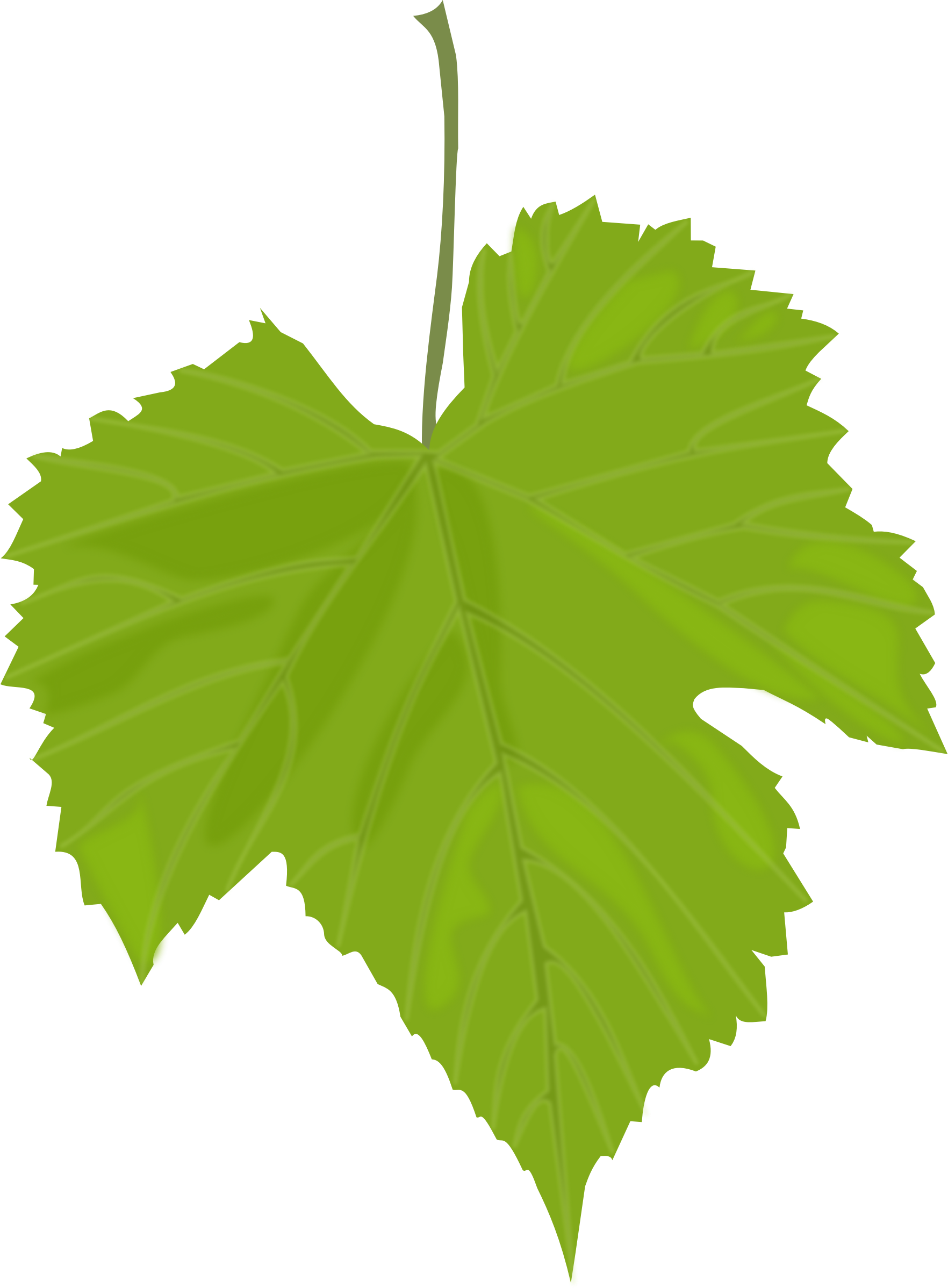 Isolated grape leaf free image download