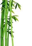 Bamboo Plants drawing