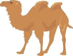 Cartoon Camel Clip Art N35