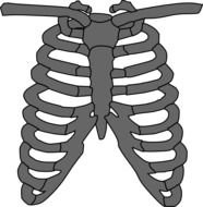 Skeleton Rib Cage Clip Art