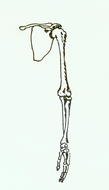Upper Arm Bone