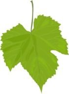 isolated grape leaf