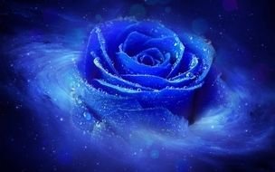 Cool Desktop, Background, Blue rose with dew drops