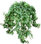 English Ivy Plant
