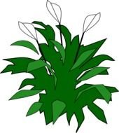 drawn blooming spathiphyllum