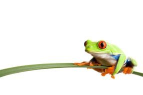 Red Eyed Tree Frog Clip Art drawing