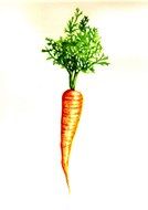 painting of a carrot