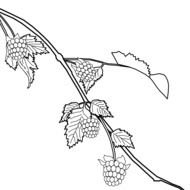 blackberries on twig, drawing