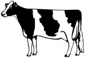 drawing of a isolated cow