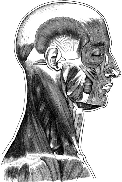 Muscles Of The Head And Neck drawing