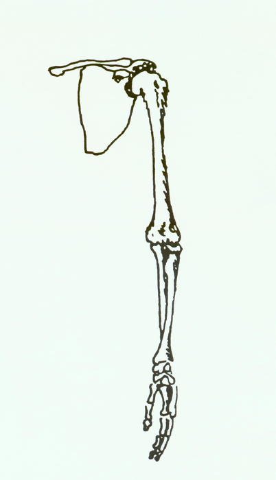 Upper Arm Bone