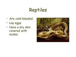 Reptiles Are Cold Blooded drawing