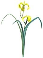 painted blooming yellow iris