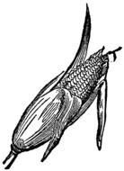 black and white drawing of corn