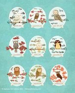 Owl Identification Chart