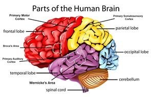 part of human brain