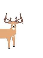 Whitetail Deer Drawings