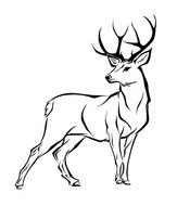 nice Deer Drawing