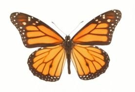 Animated Monarch Butterfly Flying