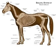 Horse skeletal system on a white background