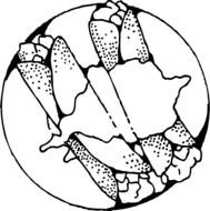 Clipart of Crepes