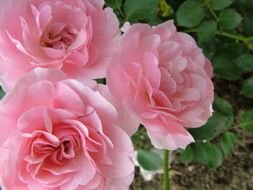 three fluffy pink Roses in garden