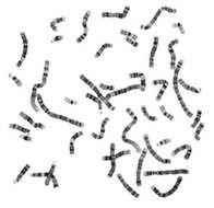 Human Chromosomes