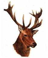 Royal Stag