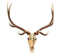 deer head on a white wall
