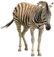 Zebra animal Clip Art
