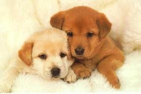 two Cute Puppy Dogs together