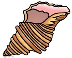 Shell Clip Art N13