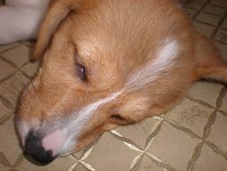 Pembroke Welsh Corgi, face of Sleeping dog