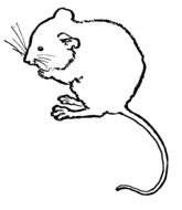 small Mouse drawing