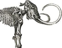 Dinosaur Clip Art N108